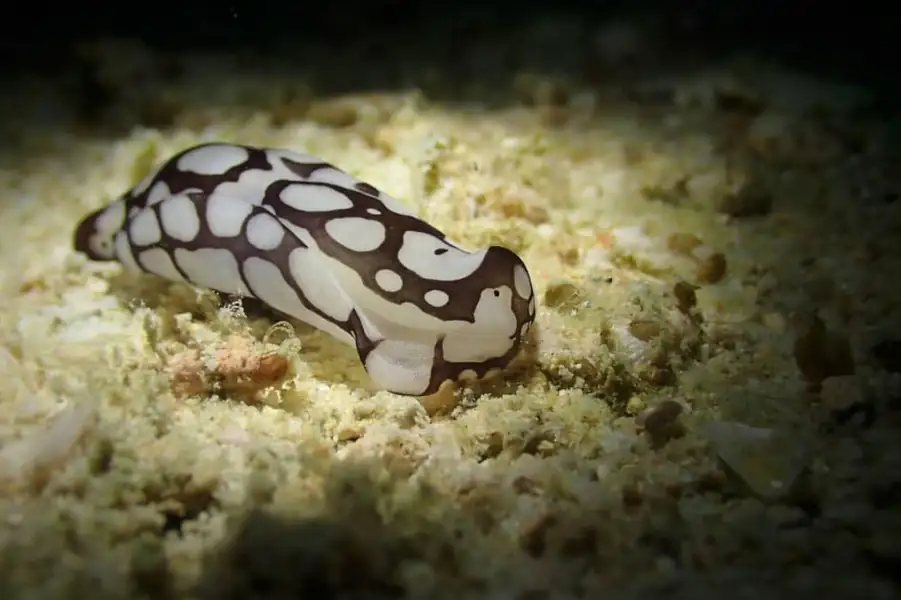 Vibrant marine life and coral reefs near the resort Santiri Island Resort